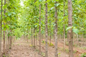 Teak Plantation